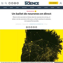Un ballet de neurones en direct