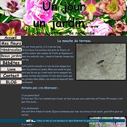 Un jour un jardin : La mouche du terreau