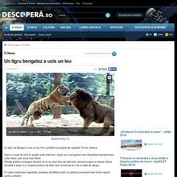 Un tigru bengalez a ucis un leu