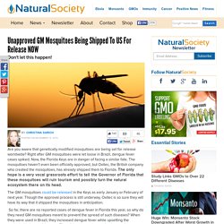 Unapproved GM Mosquitoes Being Shipped to US for Release NOW