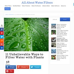 11 Unbelievable Ways to Filter Water with Plants
