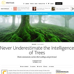 Never Underestimate the Intelligence of Trees - Issue 77: Underworlds 