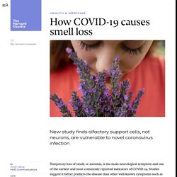 HARVARD_EDU 24/07/20 How COVID-19 causes smell loss