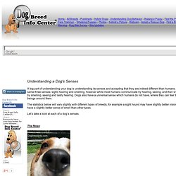 Understanding a Dog's Senses