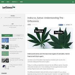 Indica vs. Sativa: Understanding The Differences