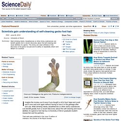 Scientists gain understanding of self-cleaning gecko foot hair