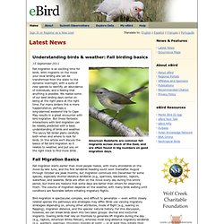 Understanding birds & weather: Fall birding basics — eBird
