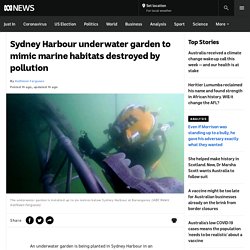 Sydney Harbour underwater garden to mimic marine habitats destroyed by pollution - ABC News