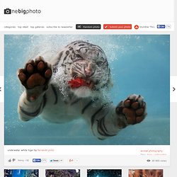 underwater white tiger photo