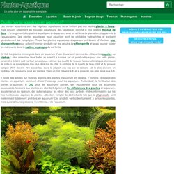 Une plante aquarium est une plante aquatique!