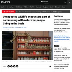 Unexpected wildlife encounters part of communing with nature for people living in the bush