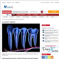 Unexpected stem cell factories found inside teeth