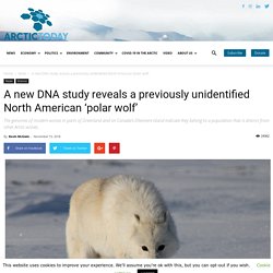 A new DNA study reveals a previously unidentified North American ‘polar wolf’ - ArcticToday