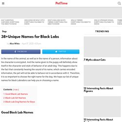 38+Unique Names for Black Labs - PetTime
