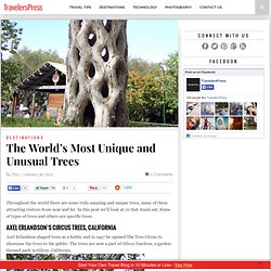 The World’s Most Unique and Unusual Trees