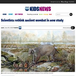 University of NSW and Griffith palaeontologists reclassify extinct South Australian wombat megafauna species
