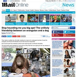 Unlikely friendship between orangutan and dog