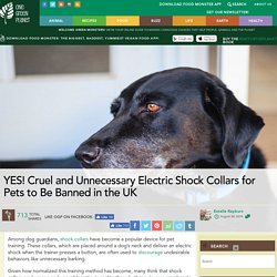 YES! Cruel and Unnecessary Electric Shock Collars for Pets to Be Banned in the UK - One Green Planet