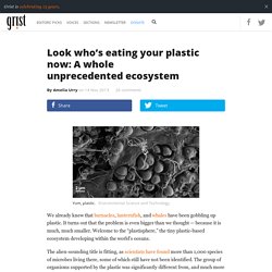 Look who’s eating your plastic now: A whole unprecedented ecosystem