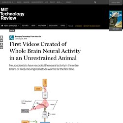 First Videos Created of Whole Brain Neural Activity in an Unrestrained Animal