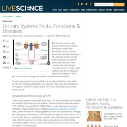 Urinary System: Facts, Functions &amp; Diseases