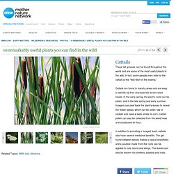 10 useful plants you can find in the wild: Cattails
