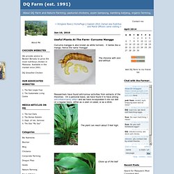 Useful Plants At The Farm- Curcuma Mangga : DQ Farm (est. 1991)