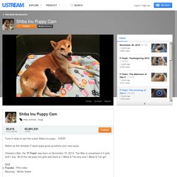 Shiba Inu Puppy Cam, Ustream.TV: Tune in daily to see the cutest Shiba Inu pups… EVER! Ayumi had her first litter of pups, aptly named "The D-Team",on May