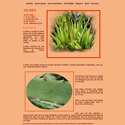 Aloes, aloe vera, utilisation en médecine, phytothérapie, soin de la peau