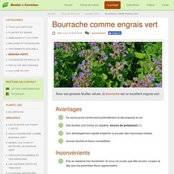 Utiliser la bourrache comme engrais vert au potager