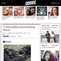 11 Utterly Bizarre Animal Mating Rituals - Oddee.com (sex, animals...)