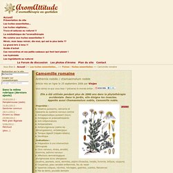 Camomille romaine - Anthemis nobilis / chamaemelum nobile