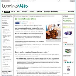 Prévention des maladies chez le chien - La vaccination du chien par les vétérinaires de Wanimo