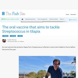 FISHSITE 26/02/21 The oral vaccine that aims to tackle Streptococcus in tilapia