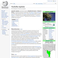 Acacia rigidula