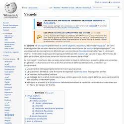 Vacuole