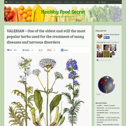 VALERIAN - One of the oldest and still the most popular herbs used for the treatment of many diseases and nervous disorders