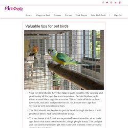 Valuable tips for pet birds - Pinkdesk.org
