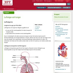 Luftvägar och lungor - 1177