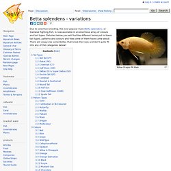 Betta splendens - variations - The Free Freshwater and Saltwater Aquarium Encyclopedia Anyone Can Edit - The Aquarium Wiki