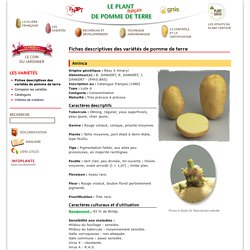 Variété Aminca - Le plant français de pomme de terre