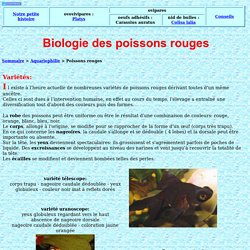 varietes et reproduction des poissons rouges