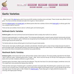 Garlic Varieties - Hardneck and Softneck