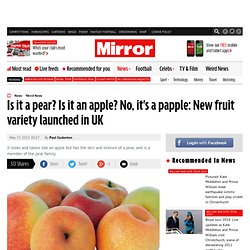 Papple: New fruit variety launched in UK that's a cross between an apple and a pear