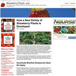 How a New Variety of Strawberry Plants is Developed