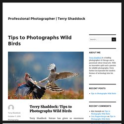 Various Tips to Photographs Wild Birds - Terry Shaddock