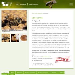 Varroa mites « Bee Aware