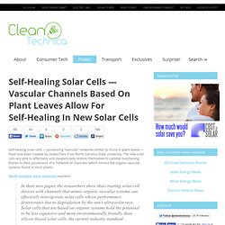 Vascular Channels Based On Plant Leaves Allow For Self-Healing In New Solar Cells