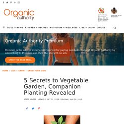 5 Secrets to Vegetable Garden, Companion Planting Revealed - Organic Authority