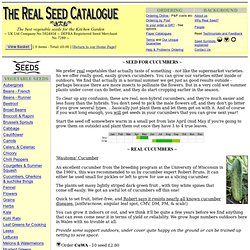 Vegetable Seed : Cucumbers, gherkins and a few other oddities
